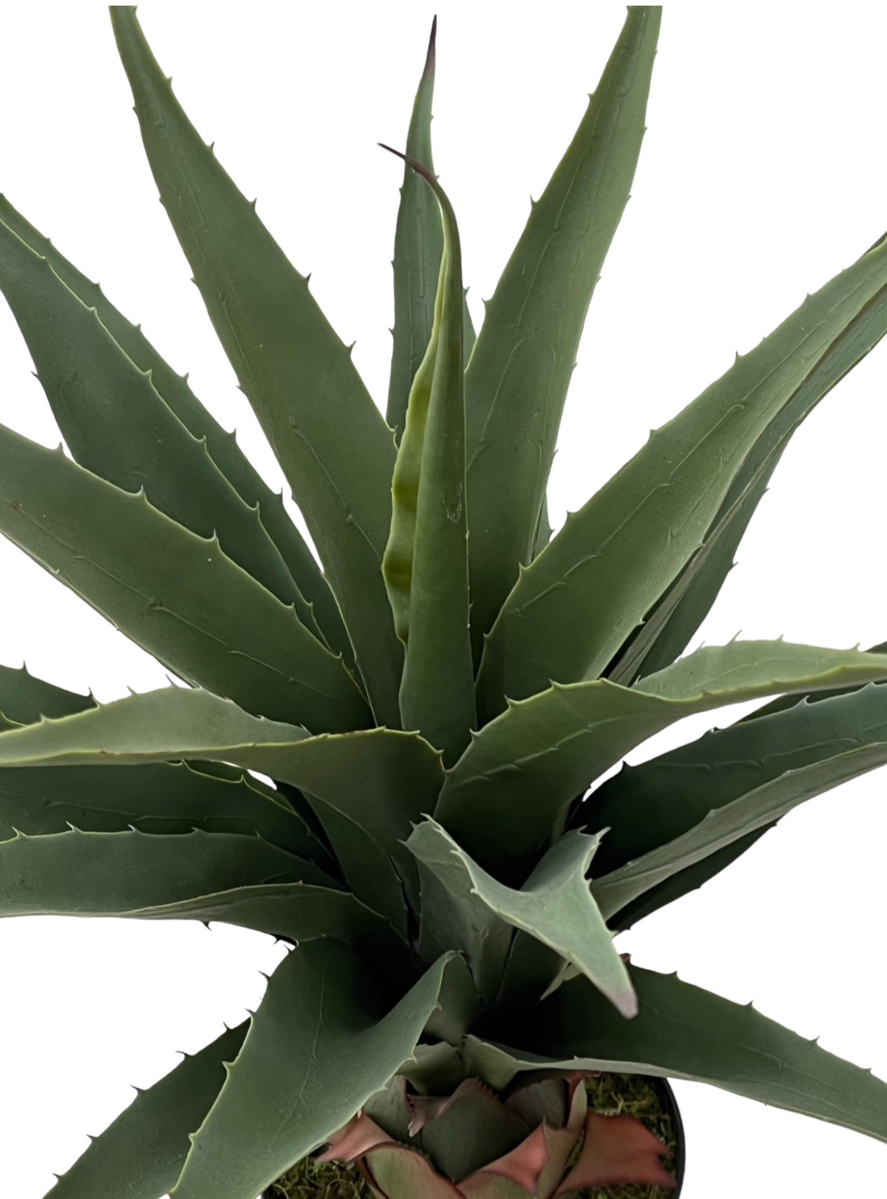 TONGUE PLANT