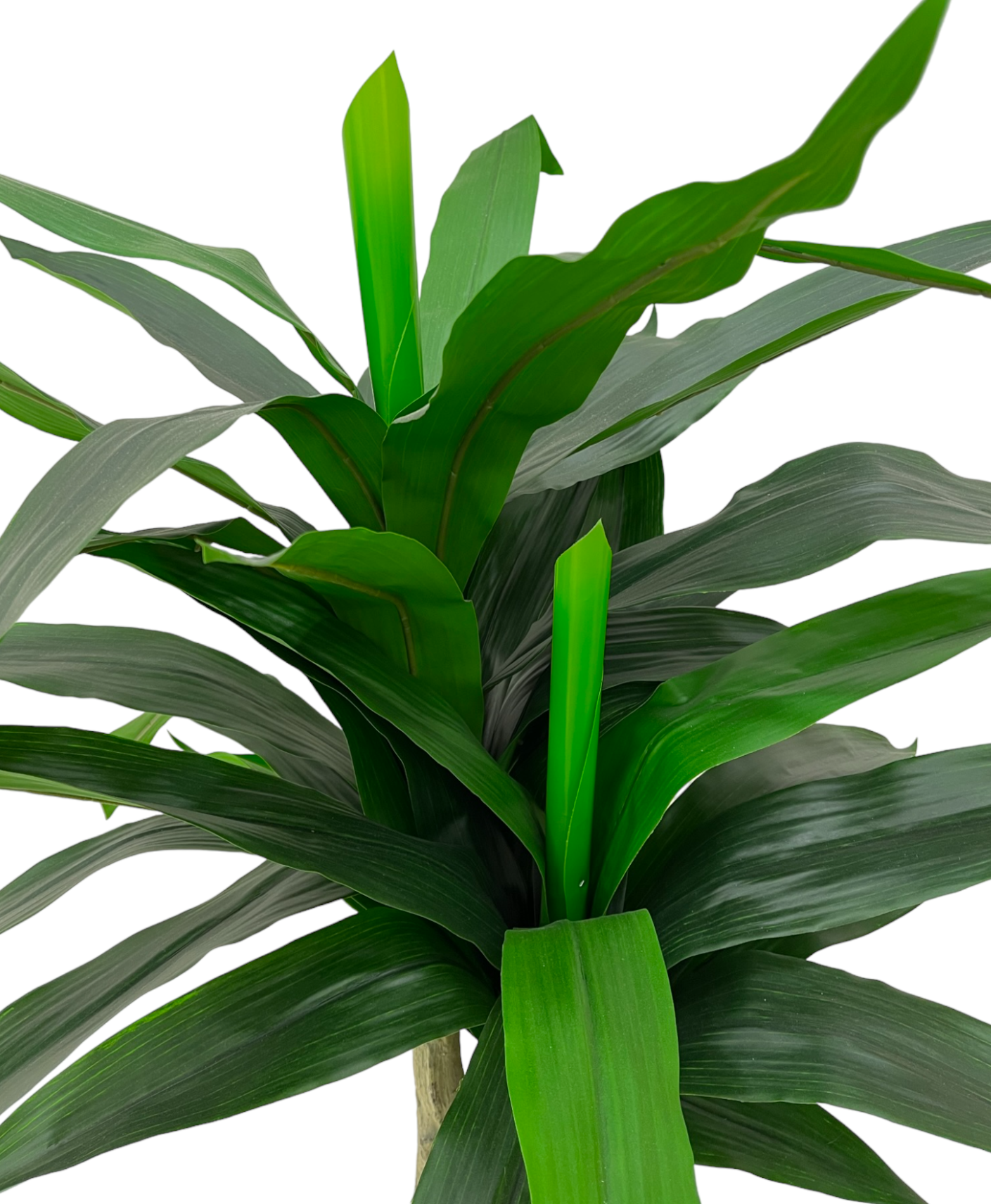 YUCCA PLANT