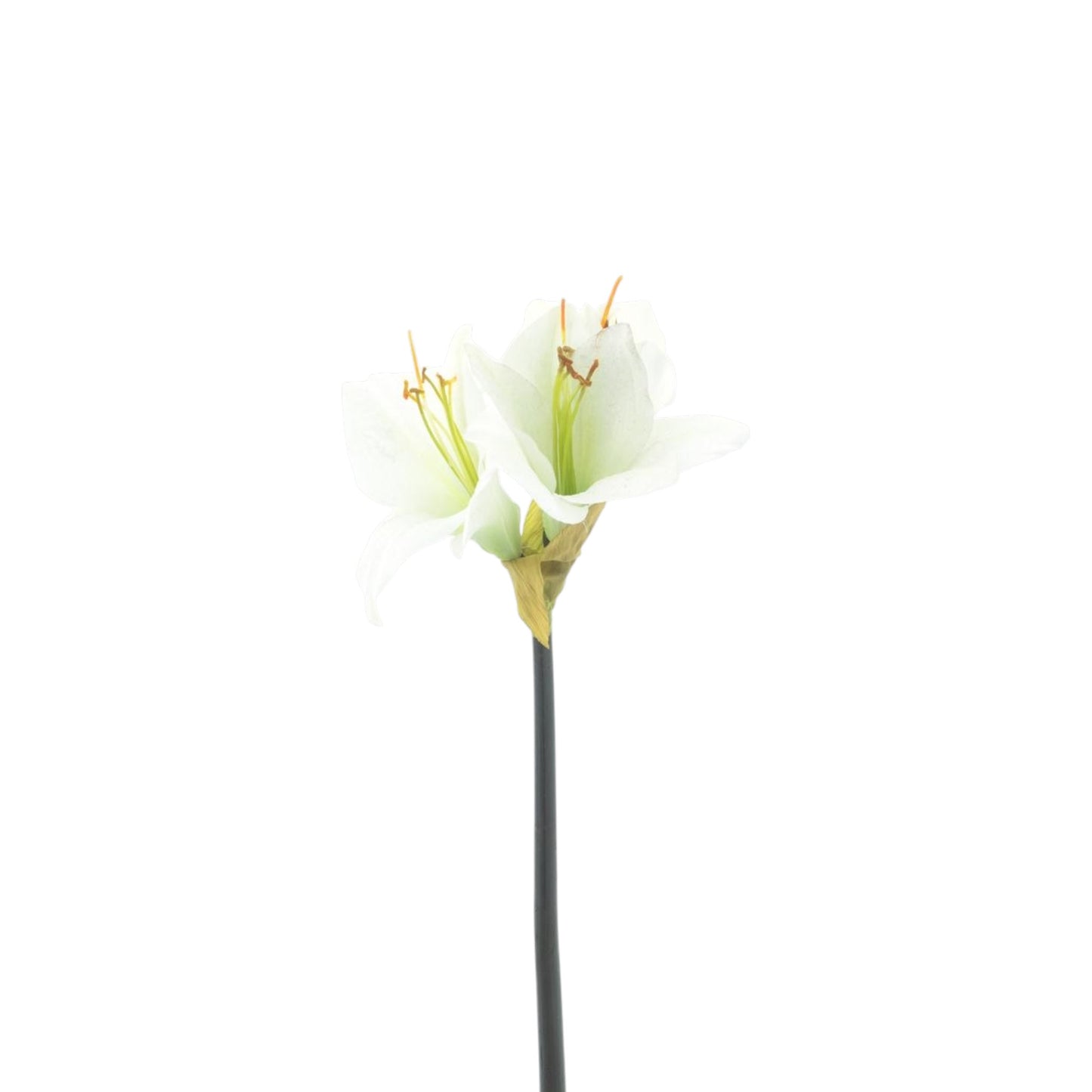 AMARYLLIS SPRAY MOONSHINE