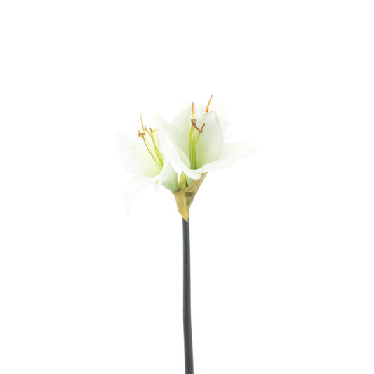 AMARYLLIS SPRAY MOONSHINE