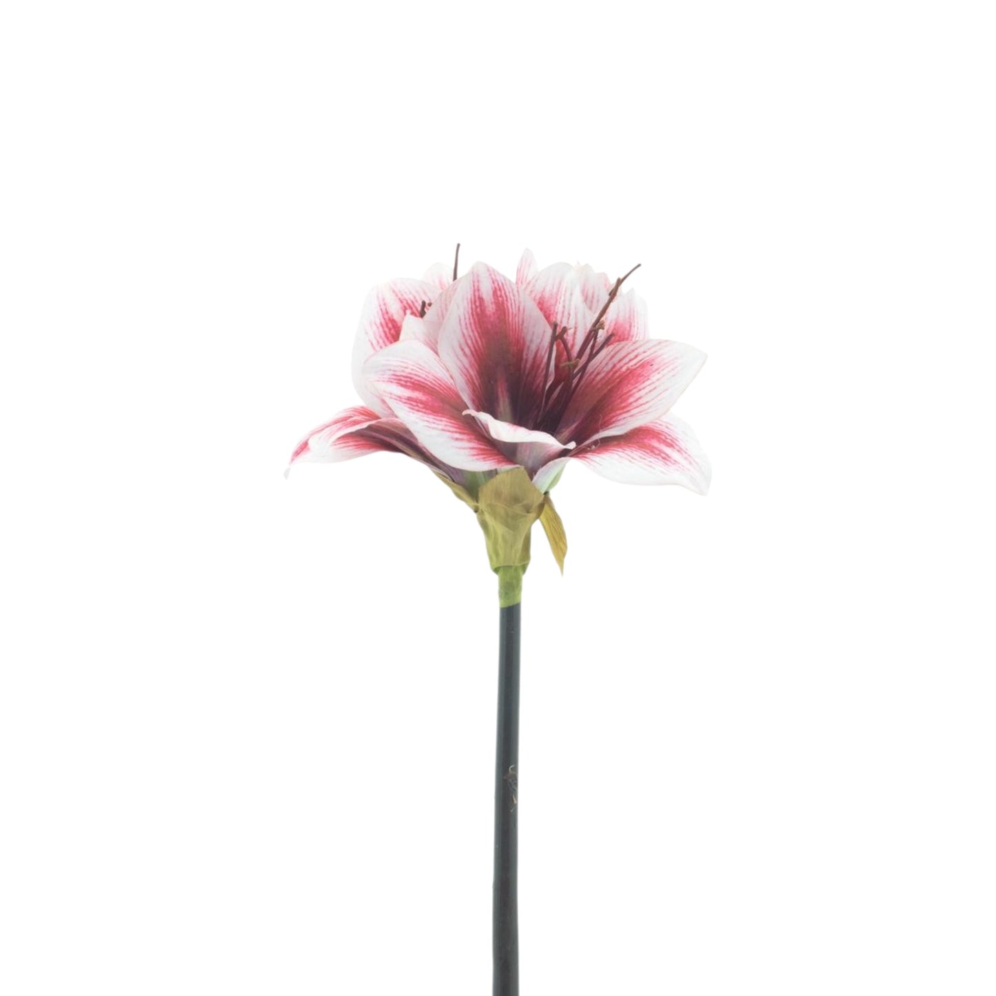 AMARYLLIS SPRAY MOONSHINE