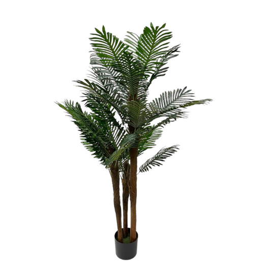 ARECA PALM