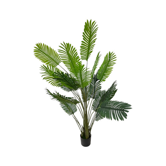 ARECA PALM PLANT