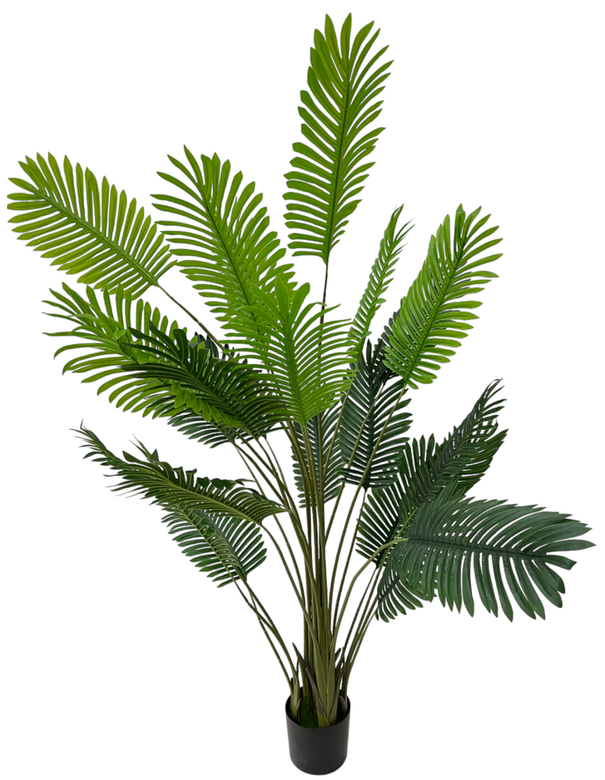 ARECA PALM PLANT