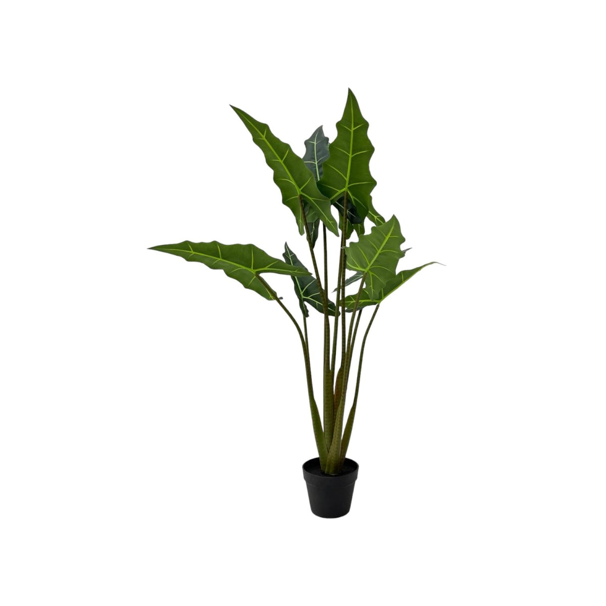ARUM PLANT
