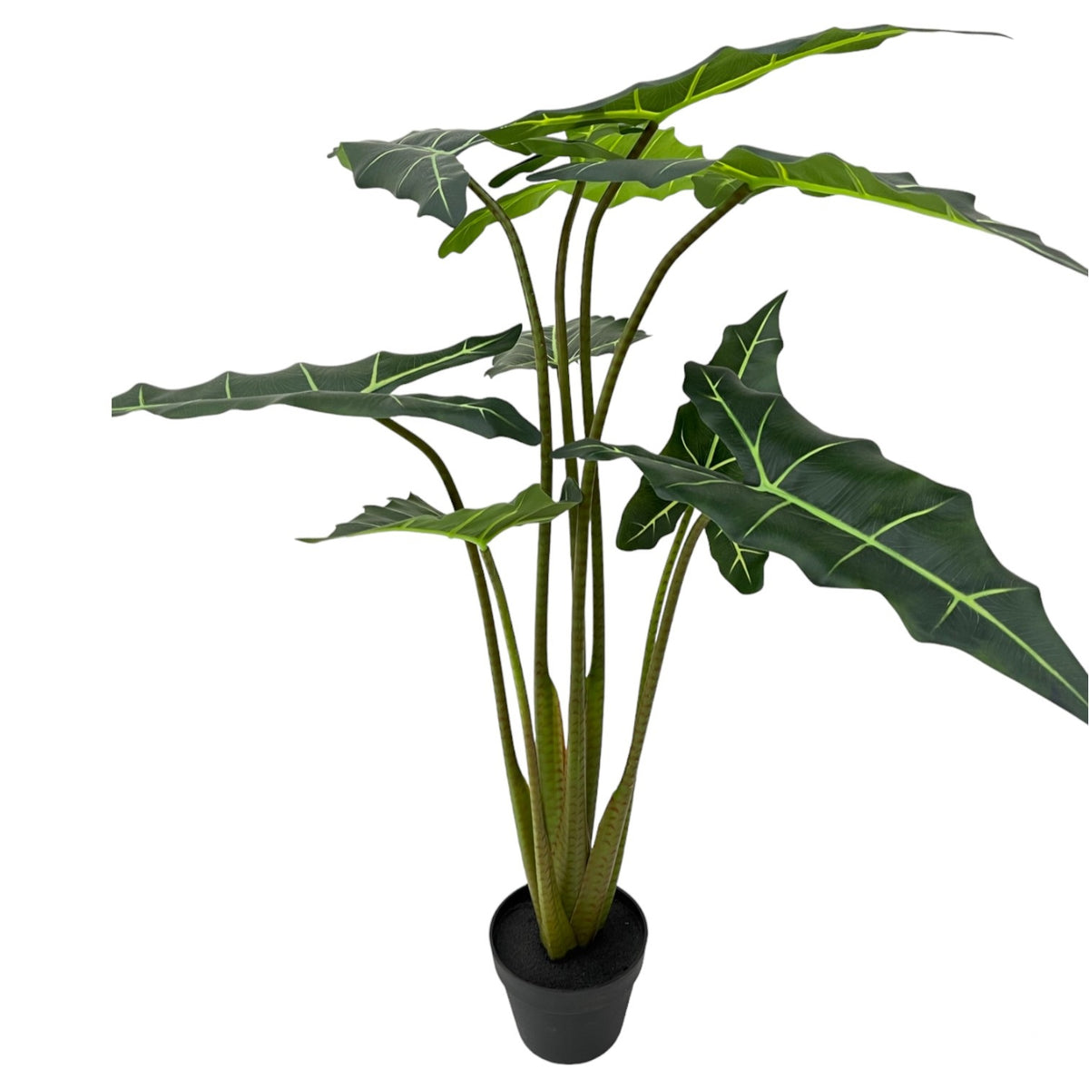 ARUM PLANT