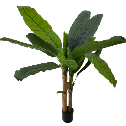 BANANA PLANT