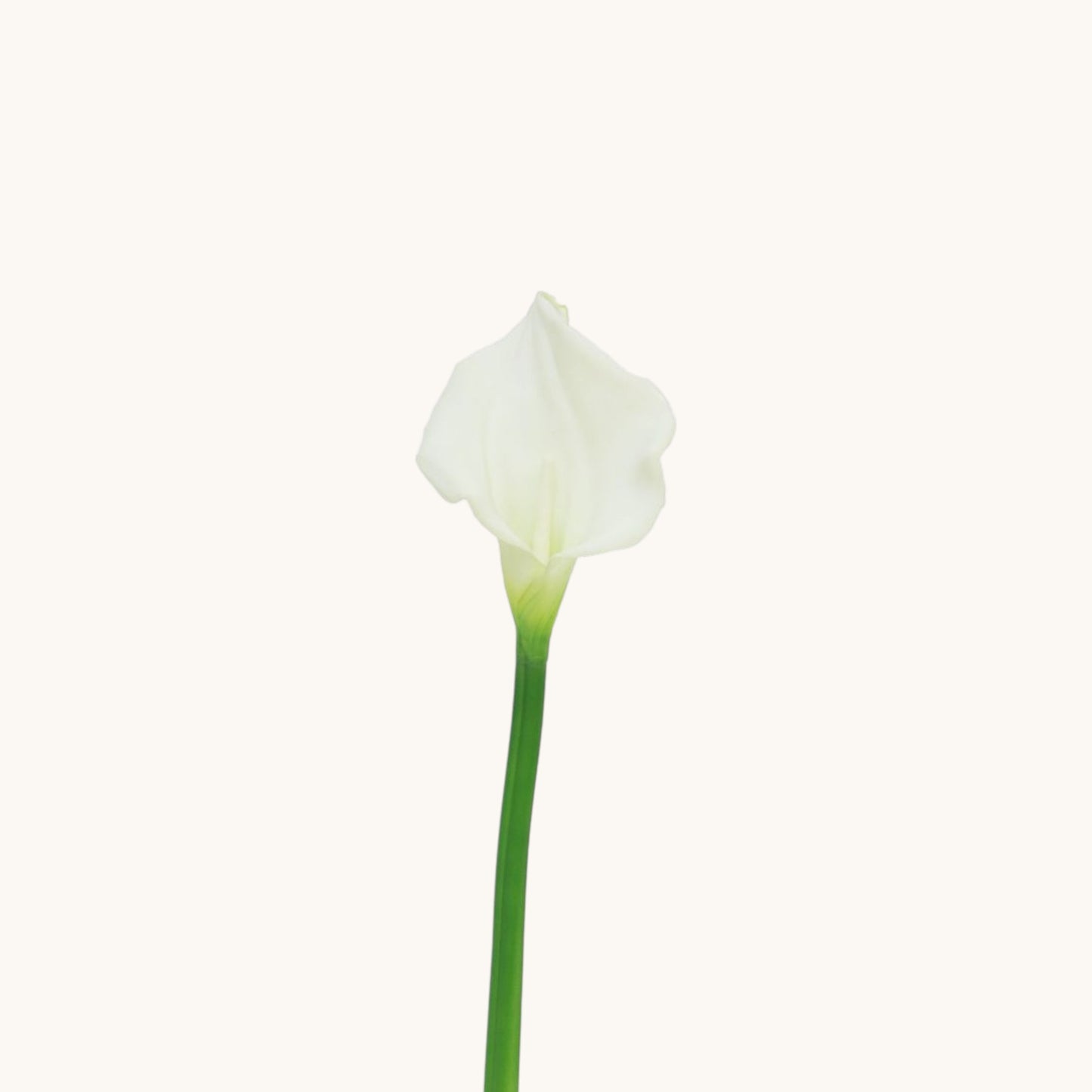 CALLA BELLA CREAM FLOWER 55 CM