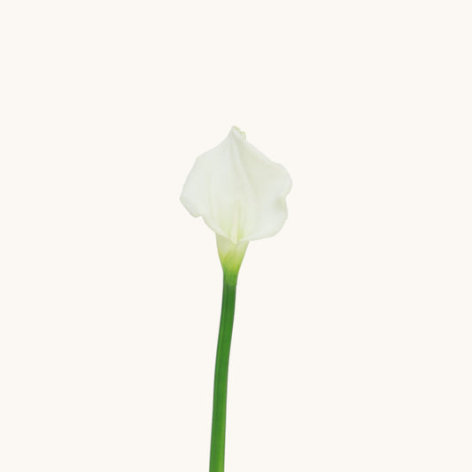 CALLA BELLA CREAM FLOWER 55 CM