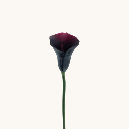 CALLA NADIA DARK PURPLE 59 CM