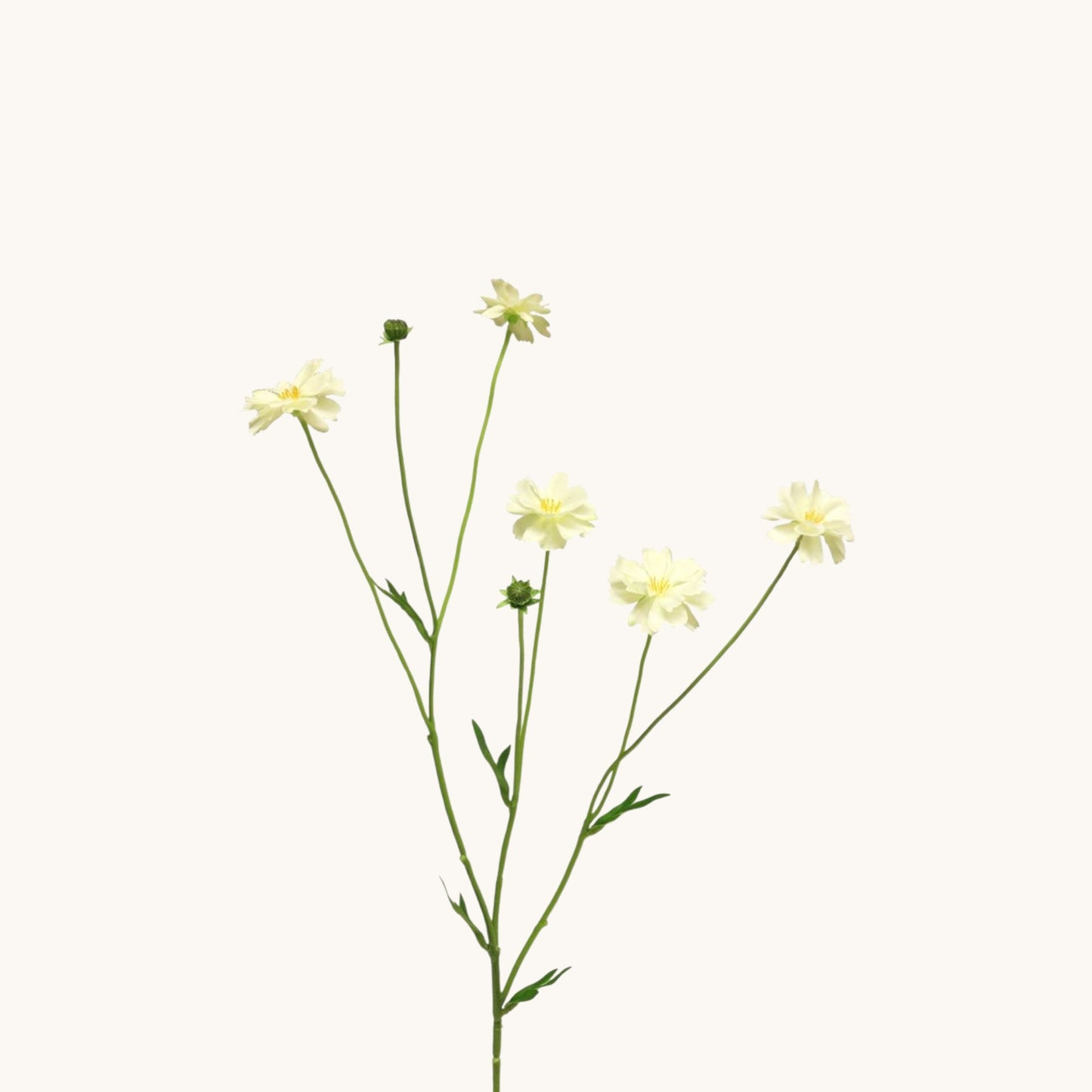 CENTAUREA MADELON BUNCH 64 CM