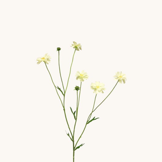 CENTAUREA MADELON BUNCH 64 CM