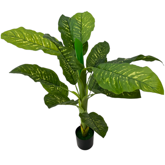 CHINESE EVERGREEN PLANT