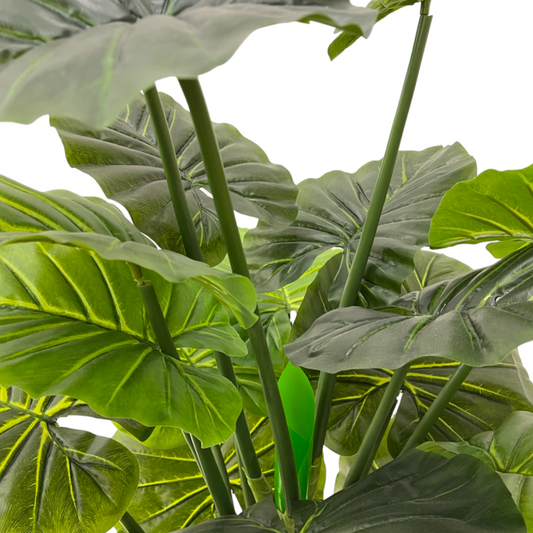 COLOCASIA PLANT