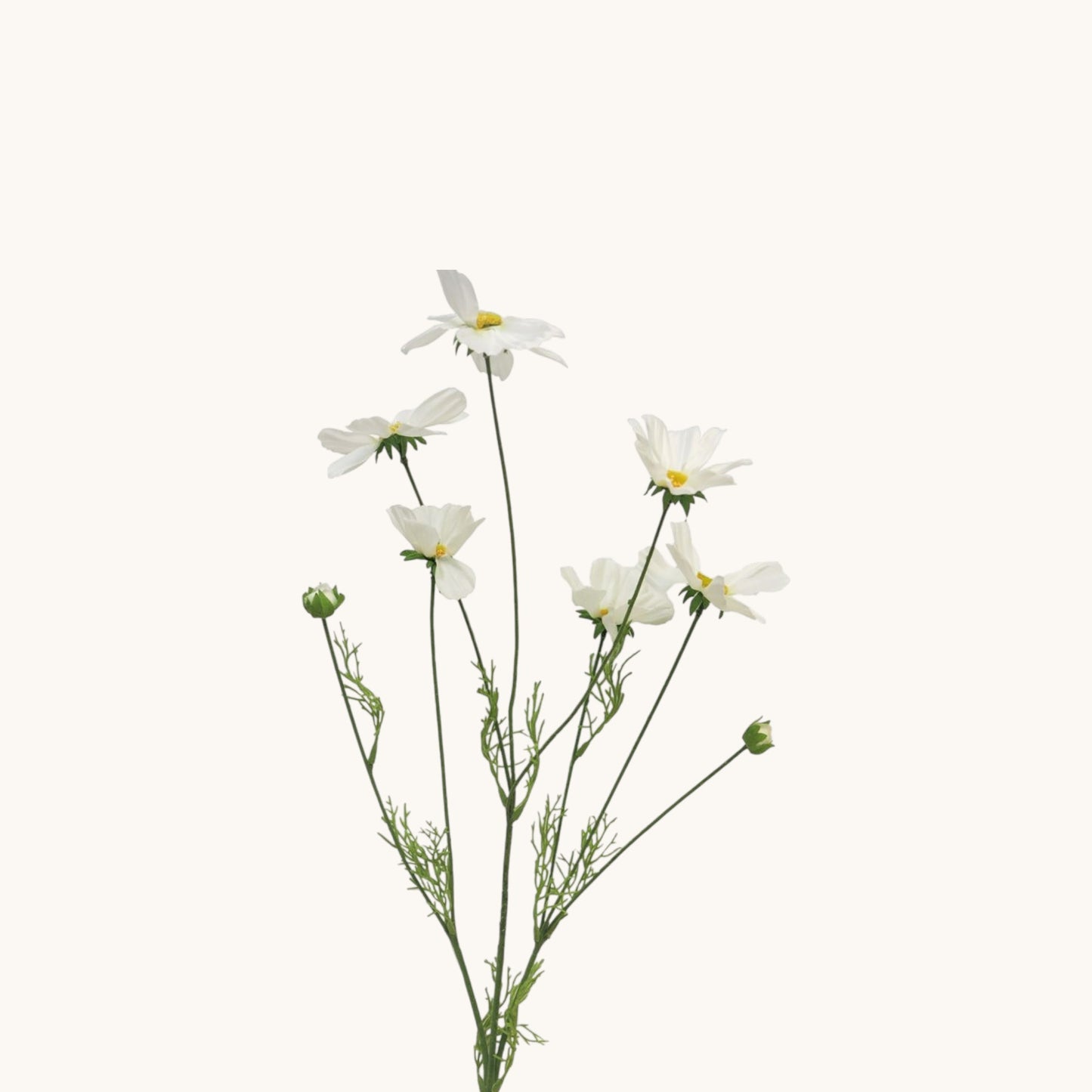 COSMOS ORION BUNCH 92 CM