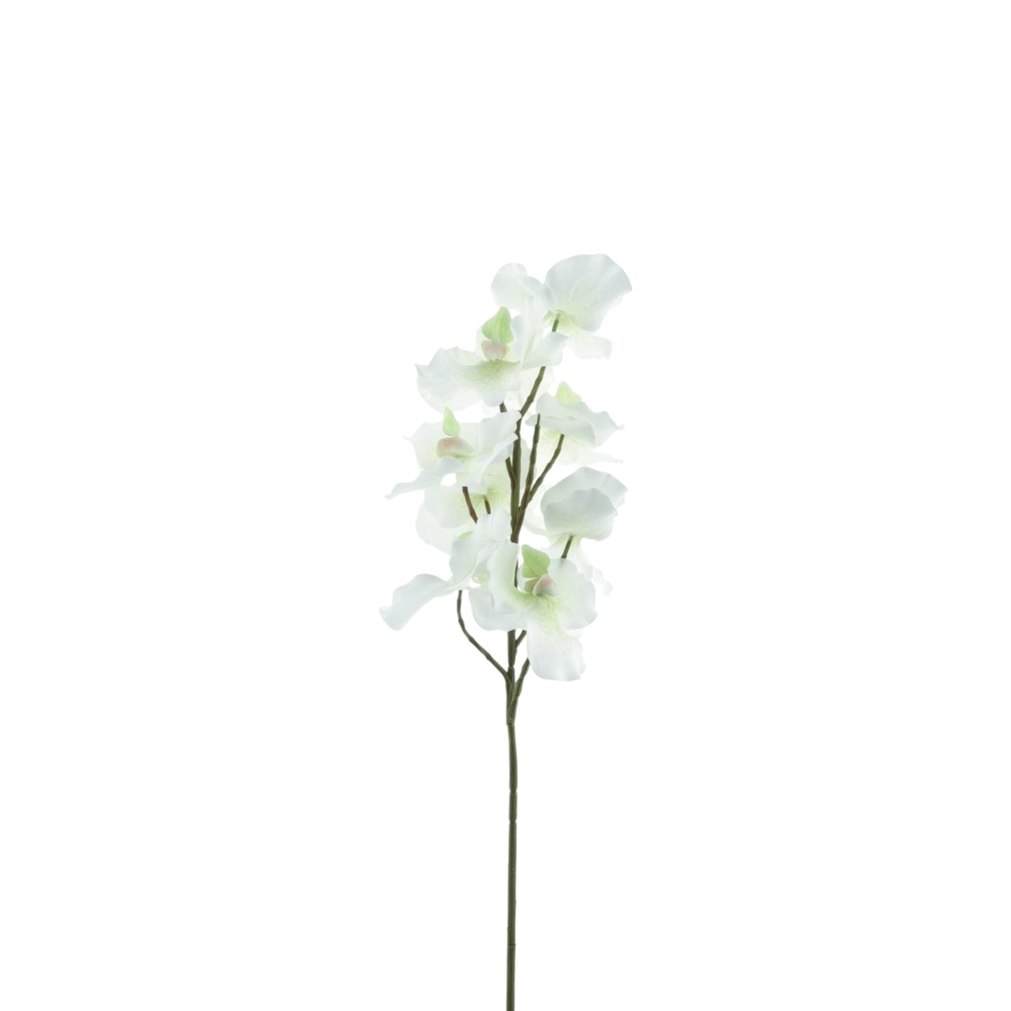 CYMBIDIUM SPRAY 76 CM