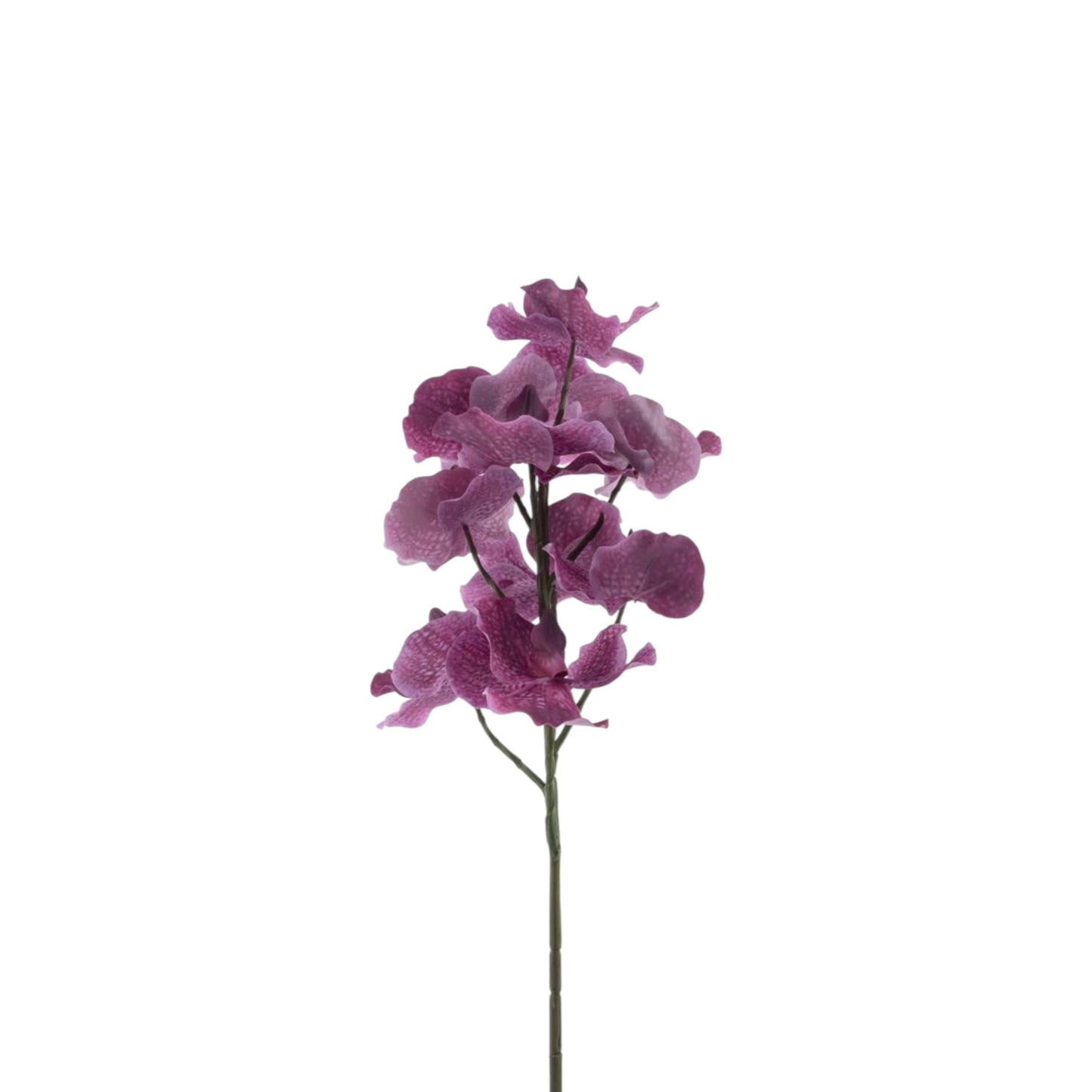 CYMBIDIUM SPRAY 76 CM