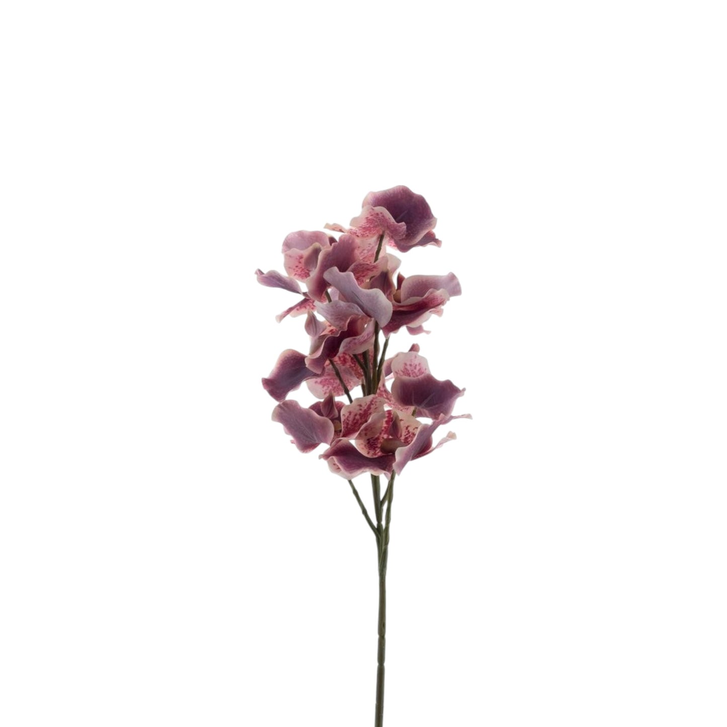 CYMBIDIUM SPRAY 76 CM