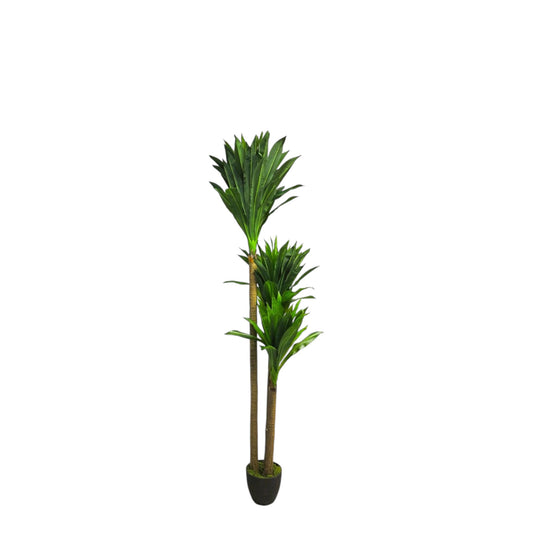 DRACAENA MALIBU PLANT