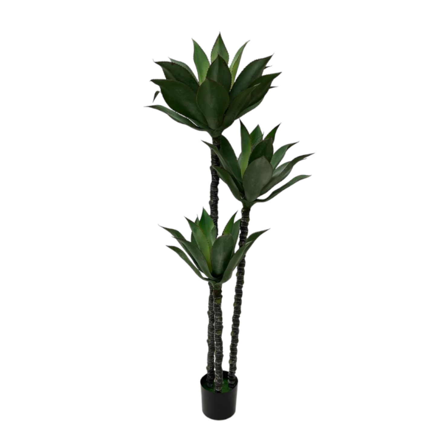 DRACAENA MASS CANE PLANT