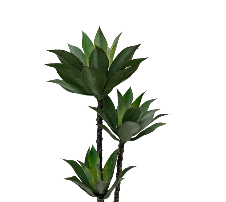 DRACAENA MASS CANE PLANT