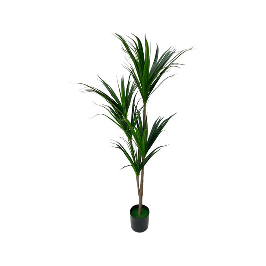 DRACAENA PLANT