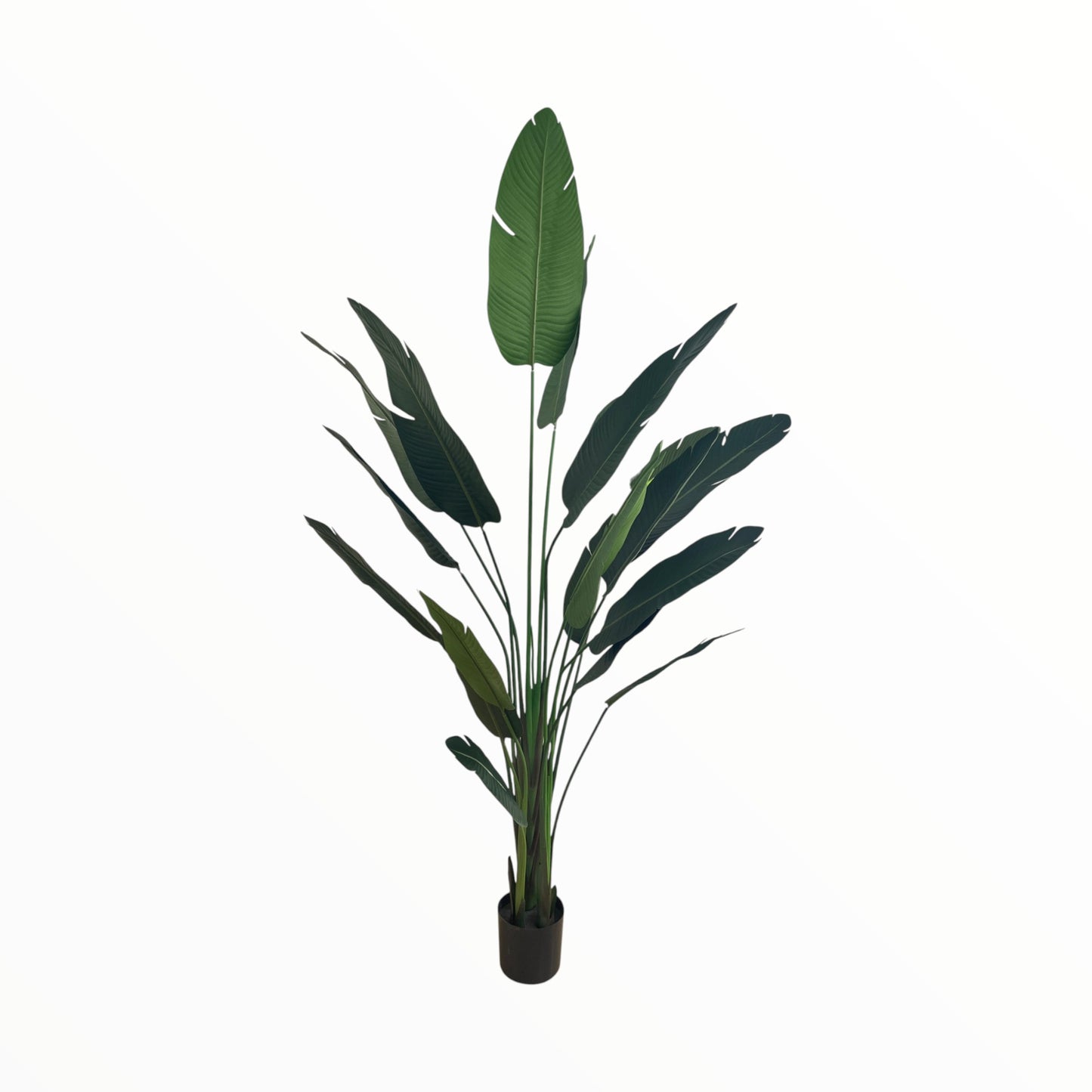 DRACENA PLANT 240CM