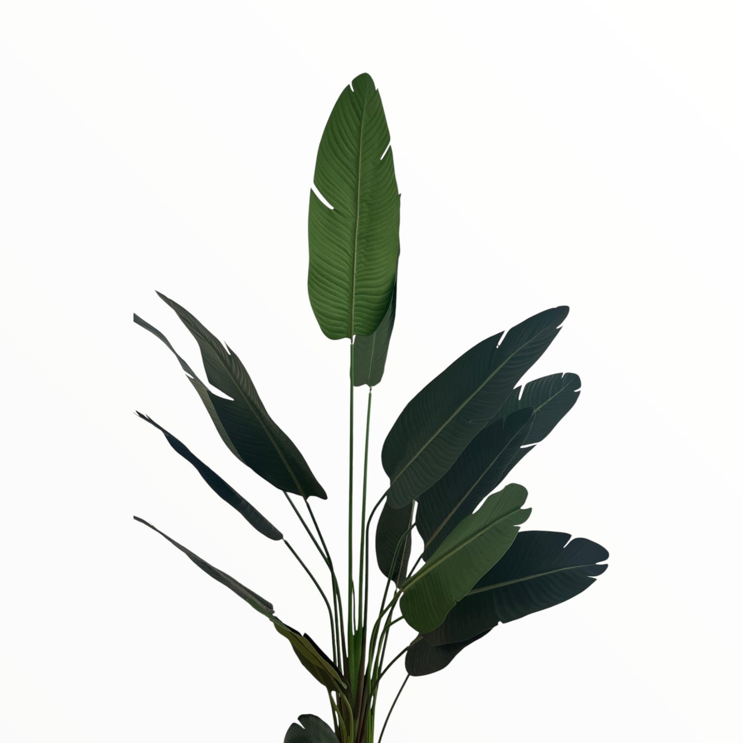 DRACENA PLANT 240CM