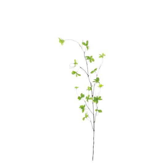 ENKIANTHUS LEAF BRANCH