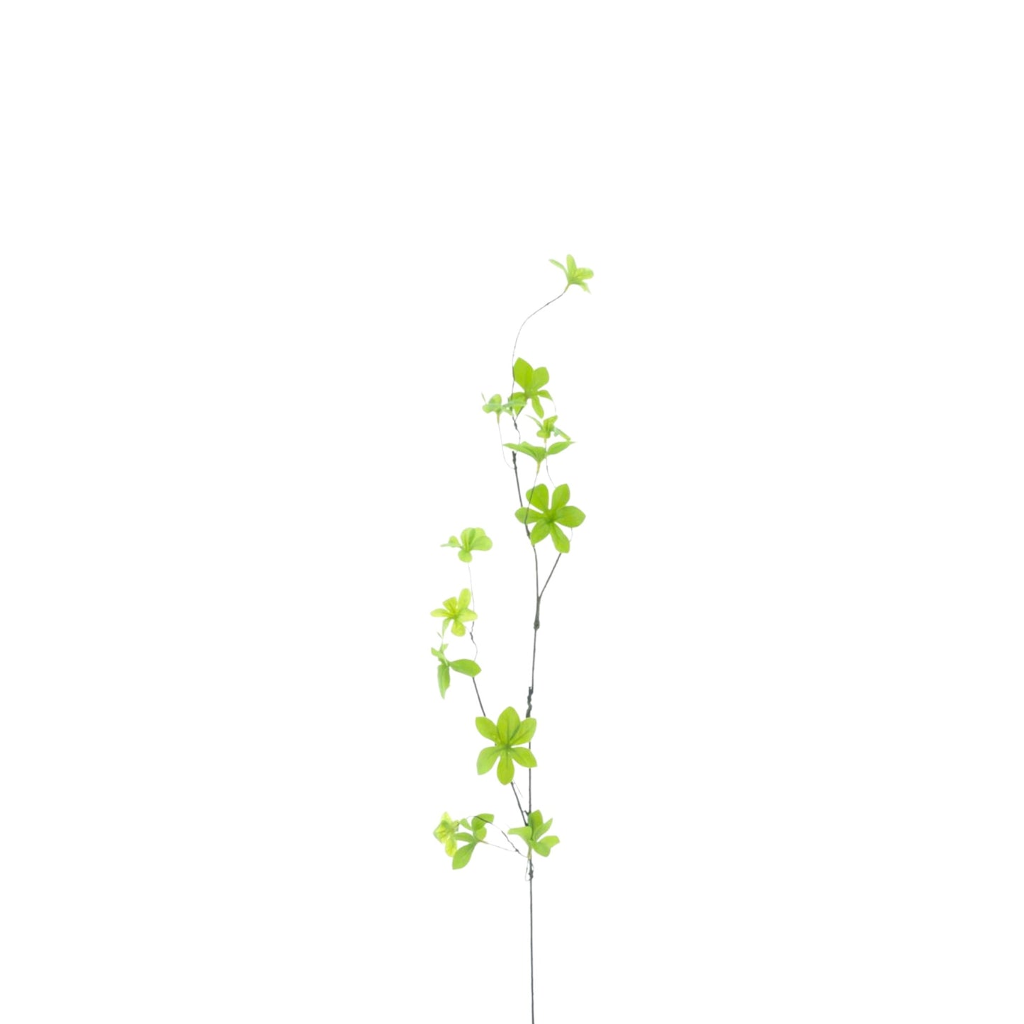 ENKIANTHUS LEAF BRANCH