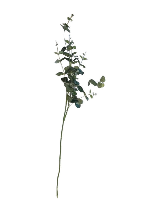 EUCALYPTUS WITH LEAF