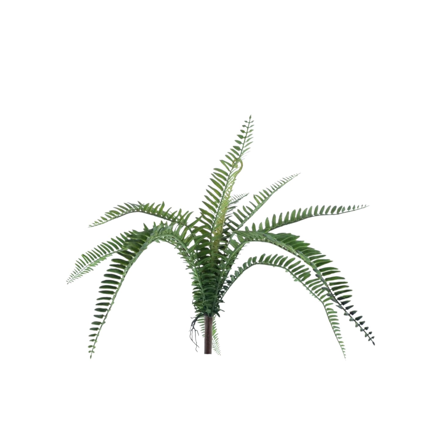FERN TORRES SUNRISE BUSH 60 CM
