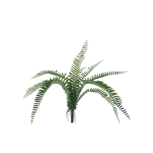 FERN TORRES SUNRISE BUSH 60 CM