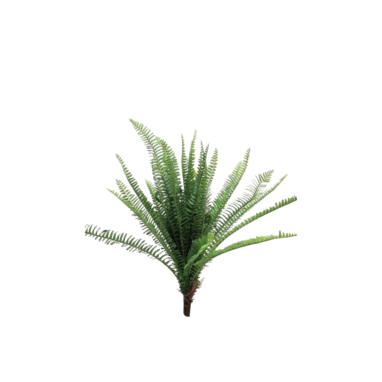 FERN TORRES SUNRISE BUSH 60 CM
