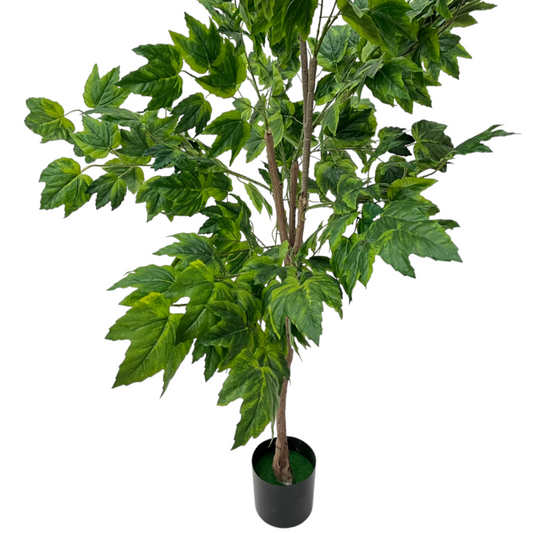 FICUS ASPERA PLANT