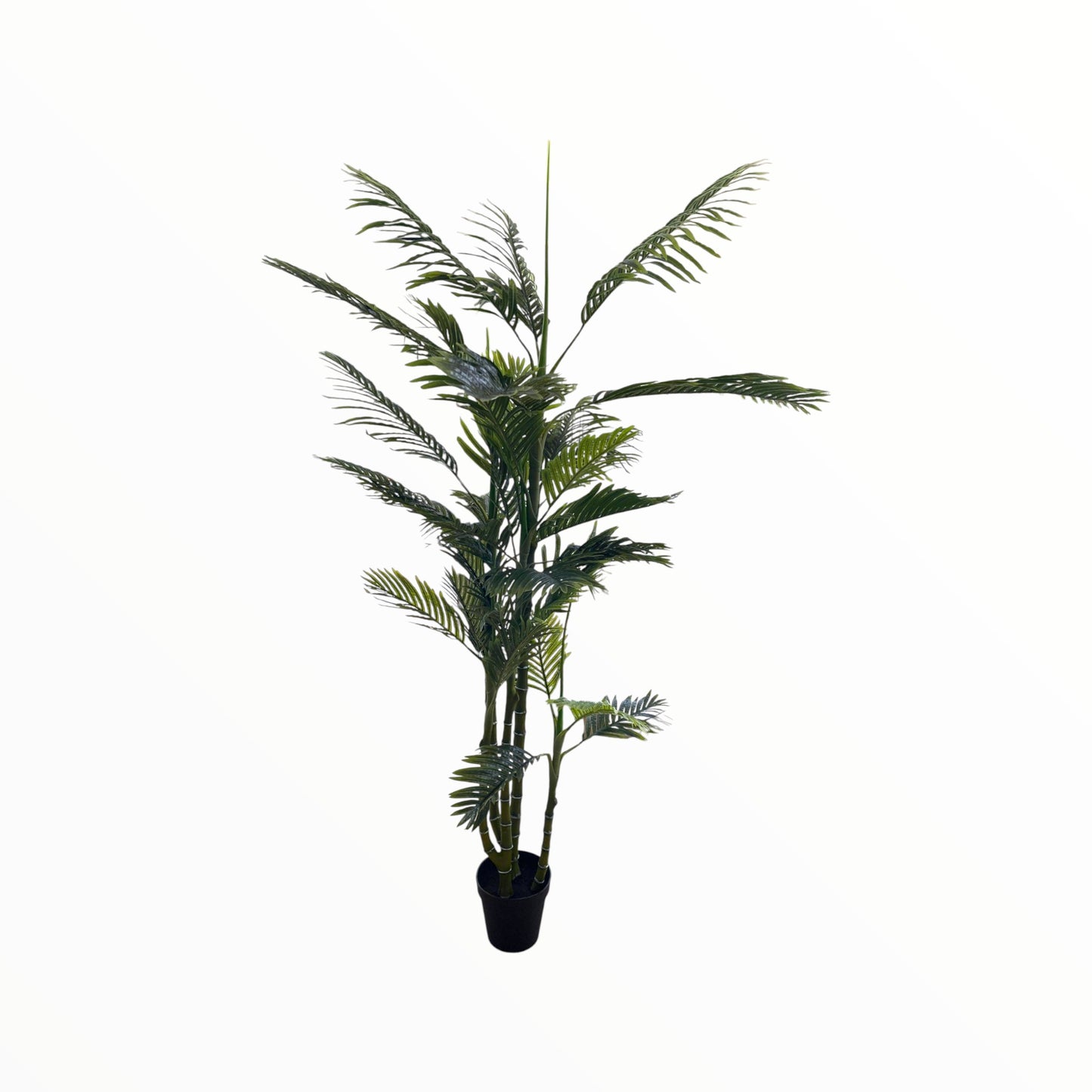 FICUS BENJAMINA PLANT 220 CM