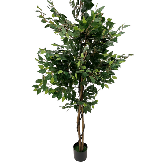 FICUS PLANT