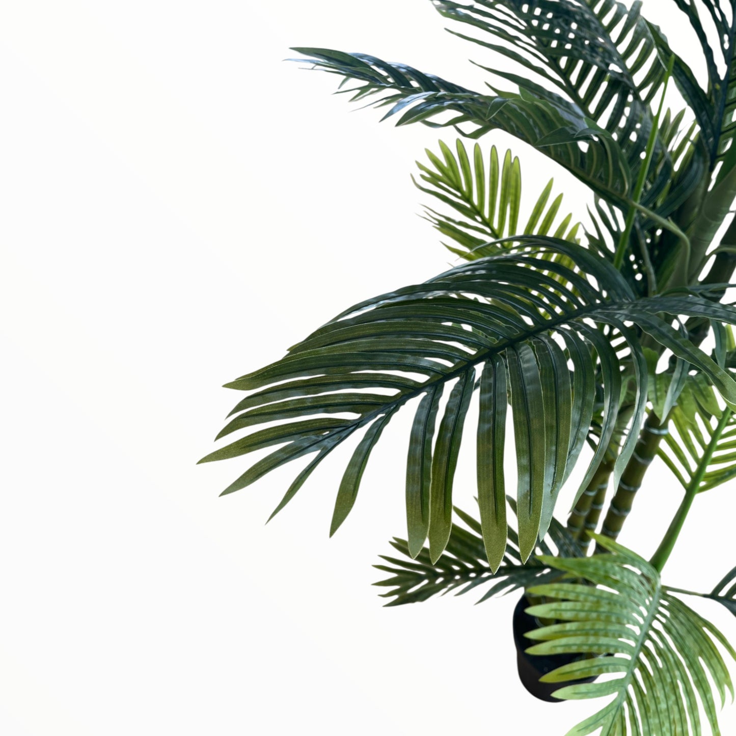 FICUS BENJAMINA PLANT 220 CM