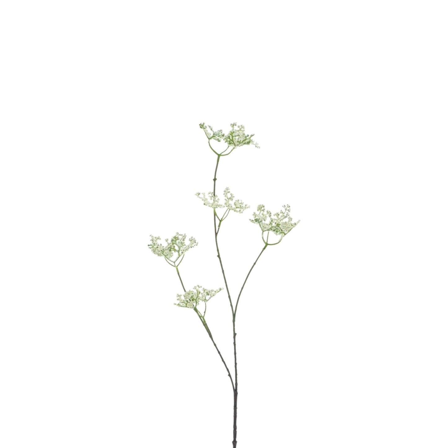 FIVE CLAWED DRAGON FLOWER