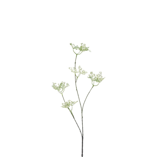 FIVE CLAWED DRAGON FLOWER