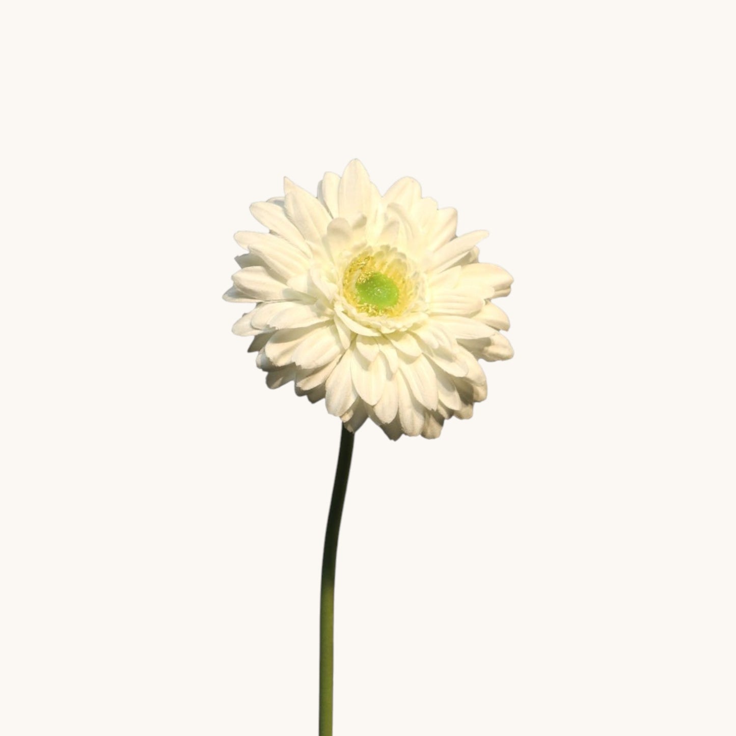GERBERA NICE 48 CM