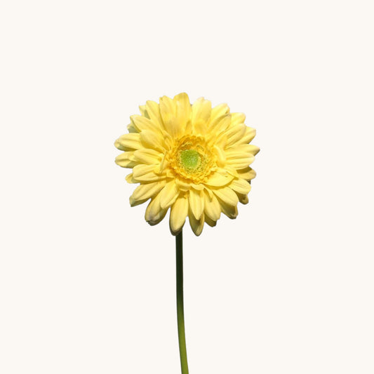 GERBERA NICE 48 CM