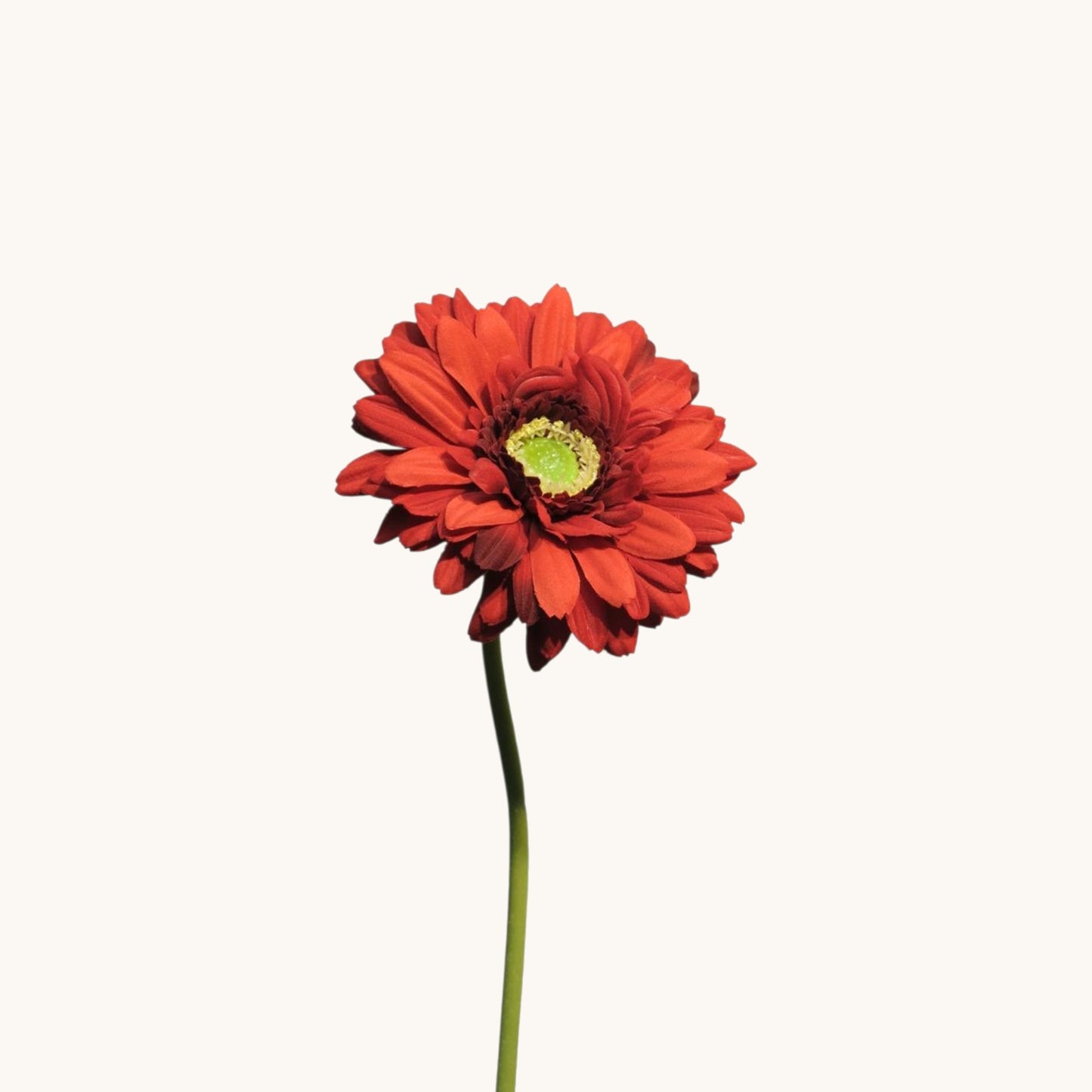 GERBERA NICE 48 CM