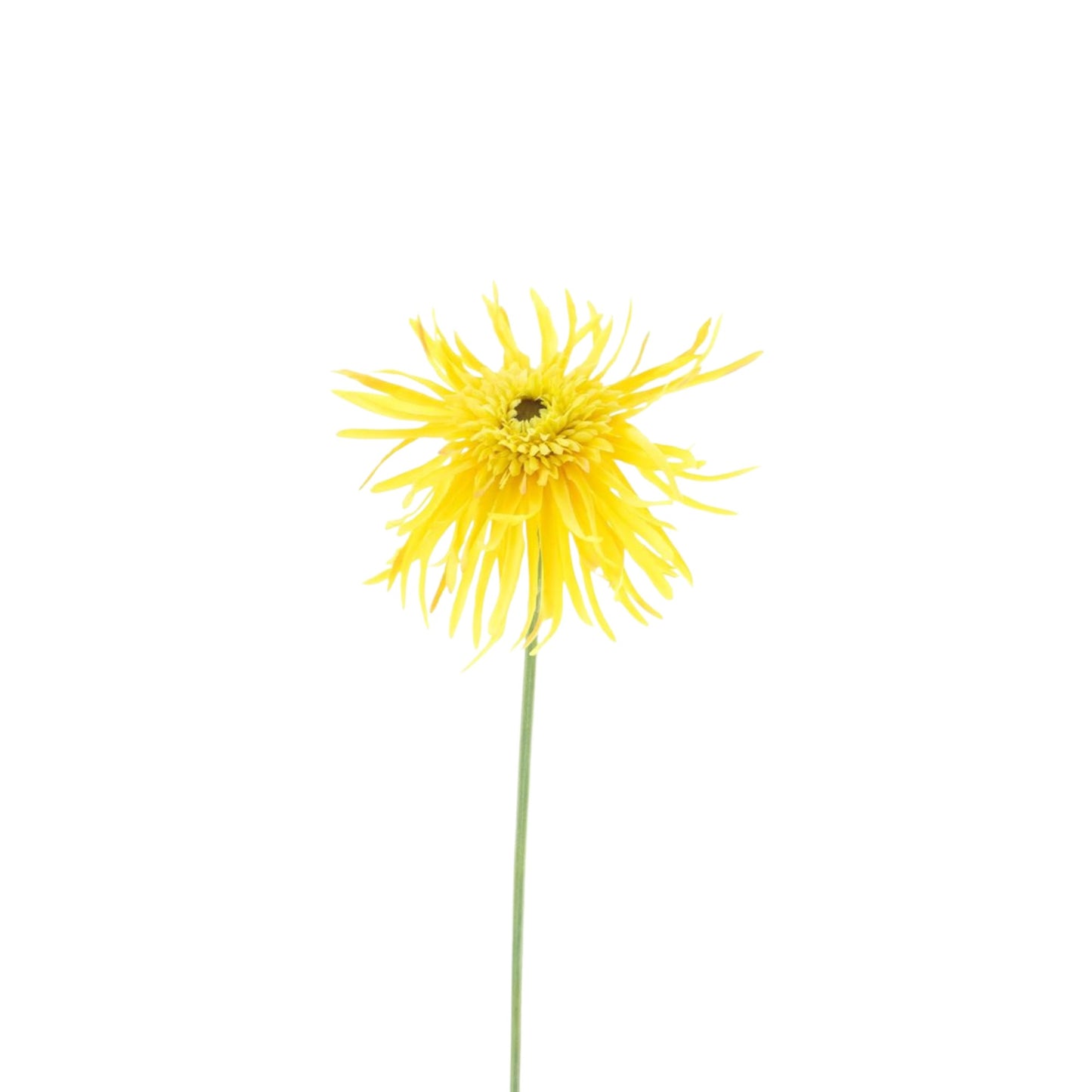 GERBERA SPIDER SPRAY 65 CM
