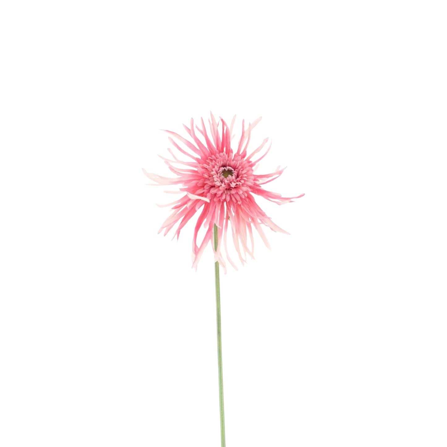GERBERA SPIDER SPRAY 65 CM