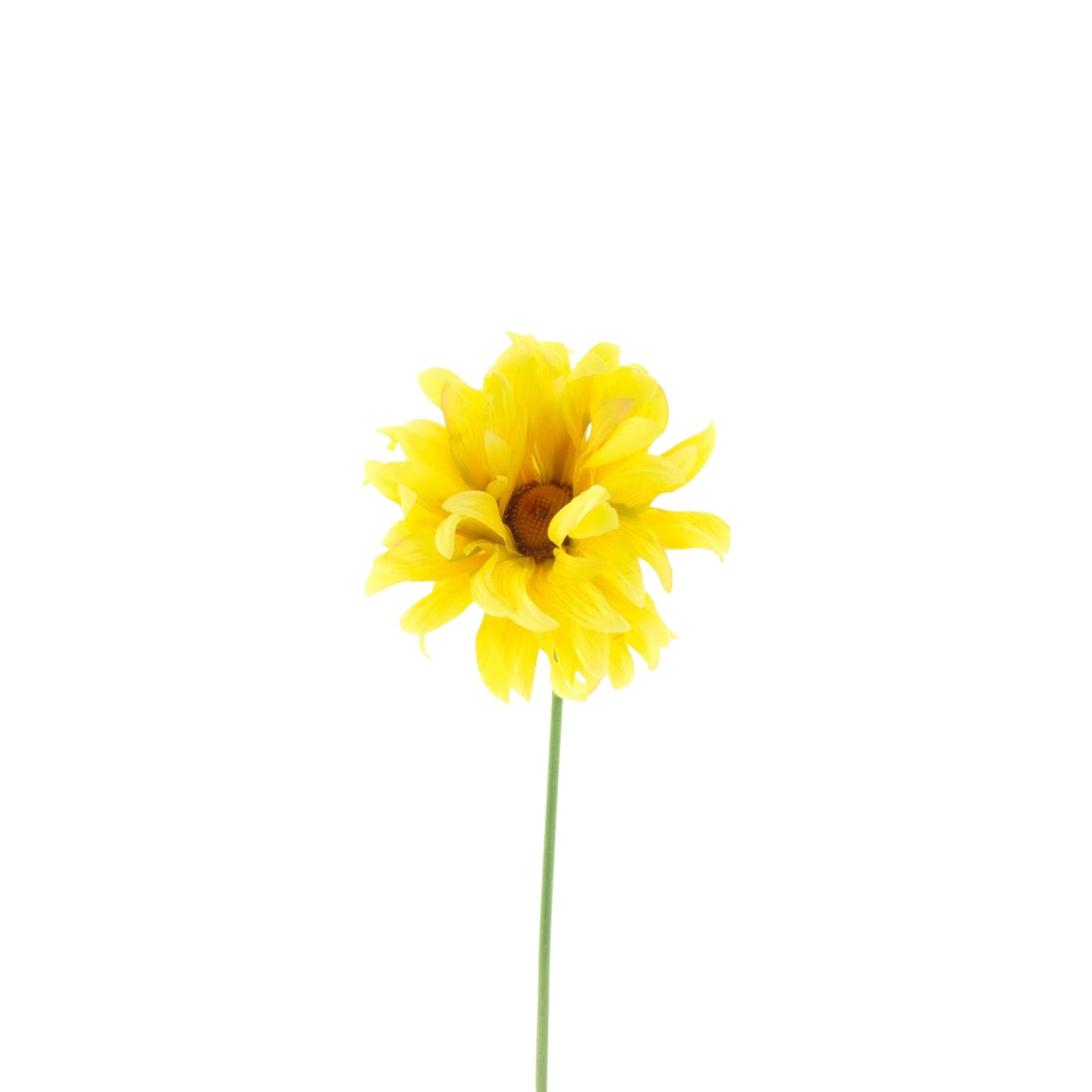 GERBERA SPRAY LOTTE 76 CM