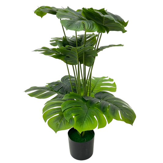 GREEN MONSTERA PLANT