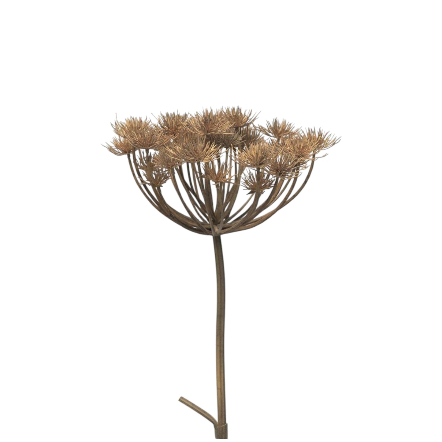 HERACLEUM GREY BROWN BRANCH 98 CM