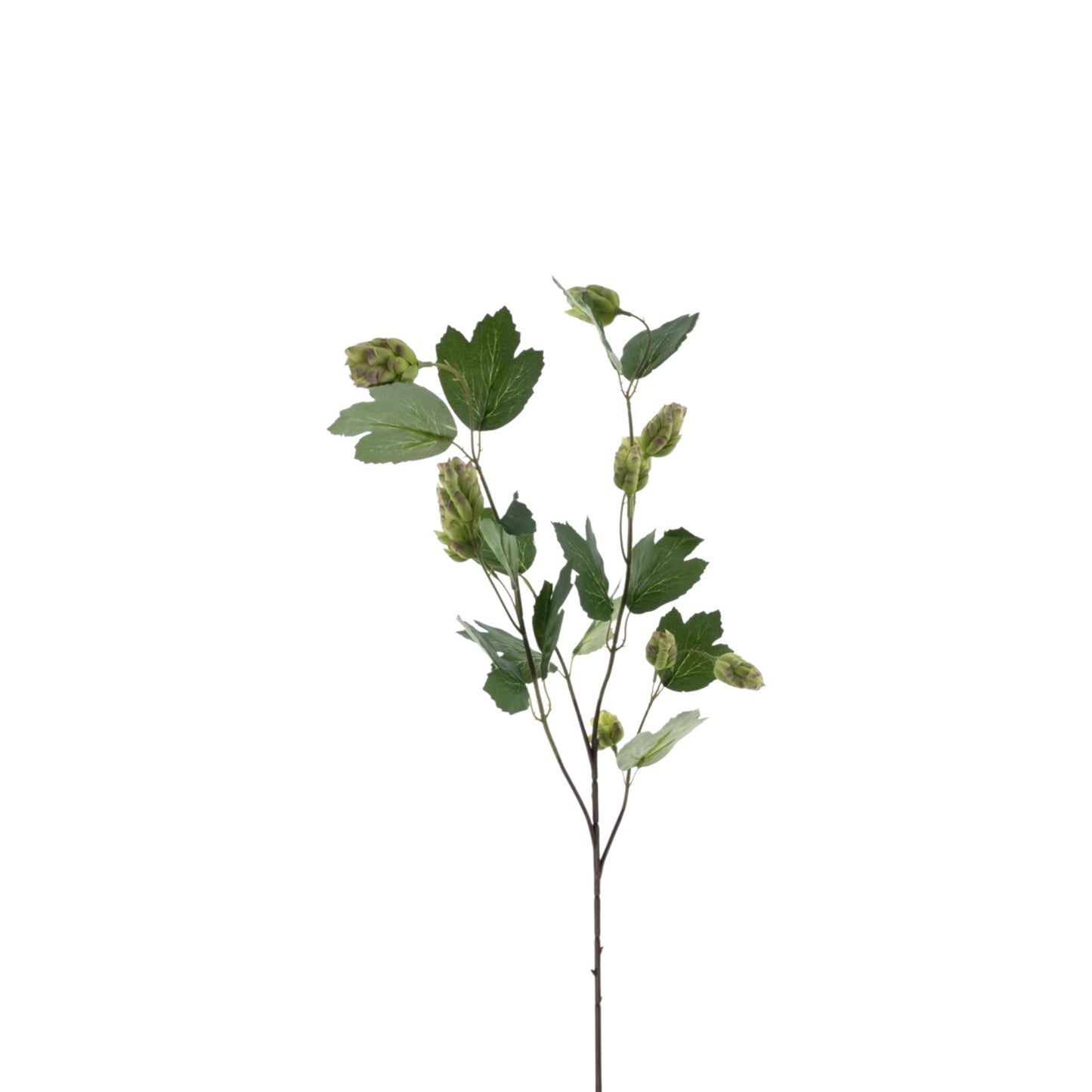 HOP SPRAY LA CHOEFFE GREEN 76 CM