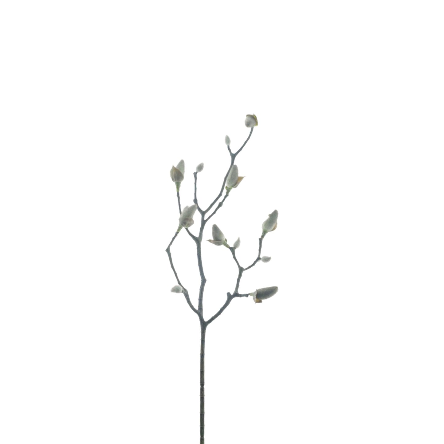 MAGNOLIA BUD BRANCH SVEN BLACK